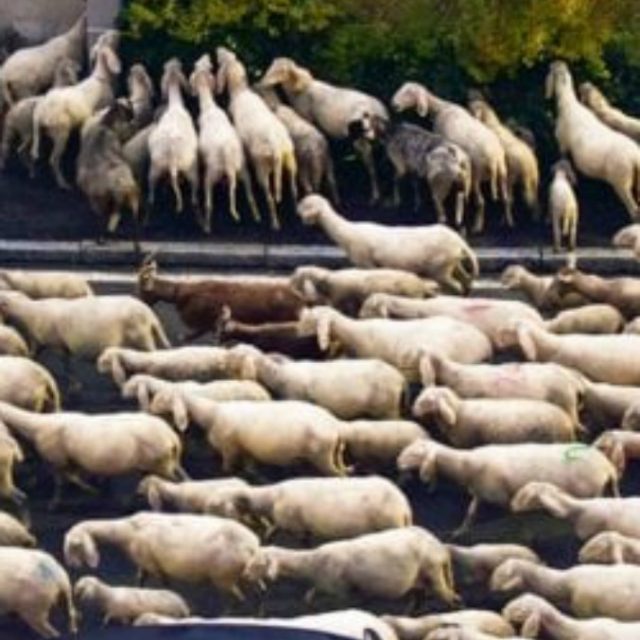 Lecco, gregge di pecore in transumanza si “sbafa” le siepi di alcuni condomini: le foto diventano virali