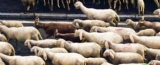 Lecco, gregge di pecore in transumanza si “sbafa” le siepi di alcuni condomini: le foto diventano virali