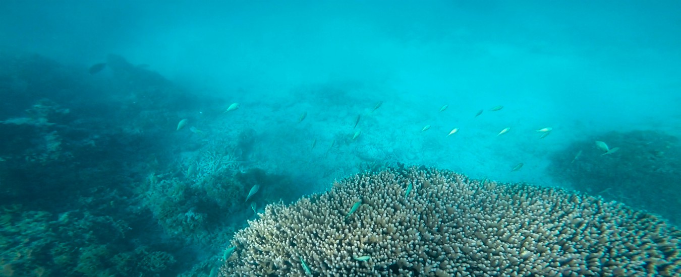 Messico, scoperte 22 specie di batteri sui fondali dell’Oceano Pacifico: “Potrebbero ridurre le emissioni di gas serra”