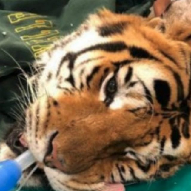 Obelix, operata a Lodi una tigre di due quintali