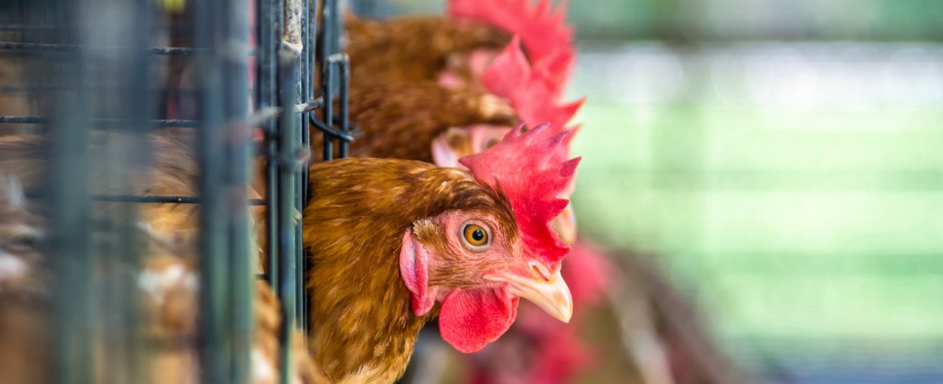 Polli sani e uova di qualità grazie ai sensori indossabili. Ecco il “Fitbit per polli”