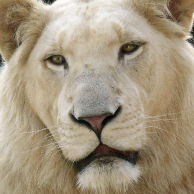 Mufasa, uno dei pochi leoni bianchi rimasti al mondo potrebbe diventare trofeo di “caccia in scatola”. Ecco come mai