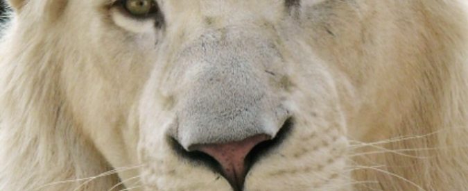 Mufasa, uno dei pochi leoni bianchi rimasti al mondo potrebbe diventare trofeo di “caccia in scatola”. Ecco come mai