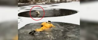 Copertina di Il cane è intrappolato nello stagno ghiacciato, il pompiere si getta in acqua per salvarlo. Ecco come va a finire