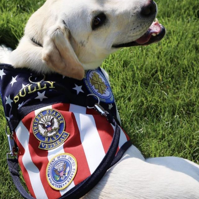 Sully, il cane di Bush padre veglia ancora la bara del padrone