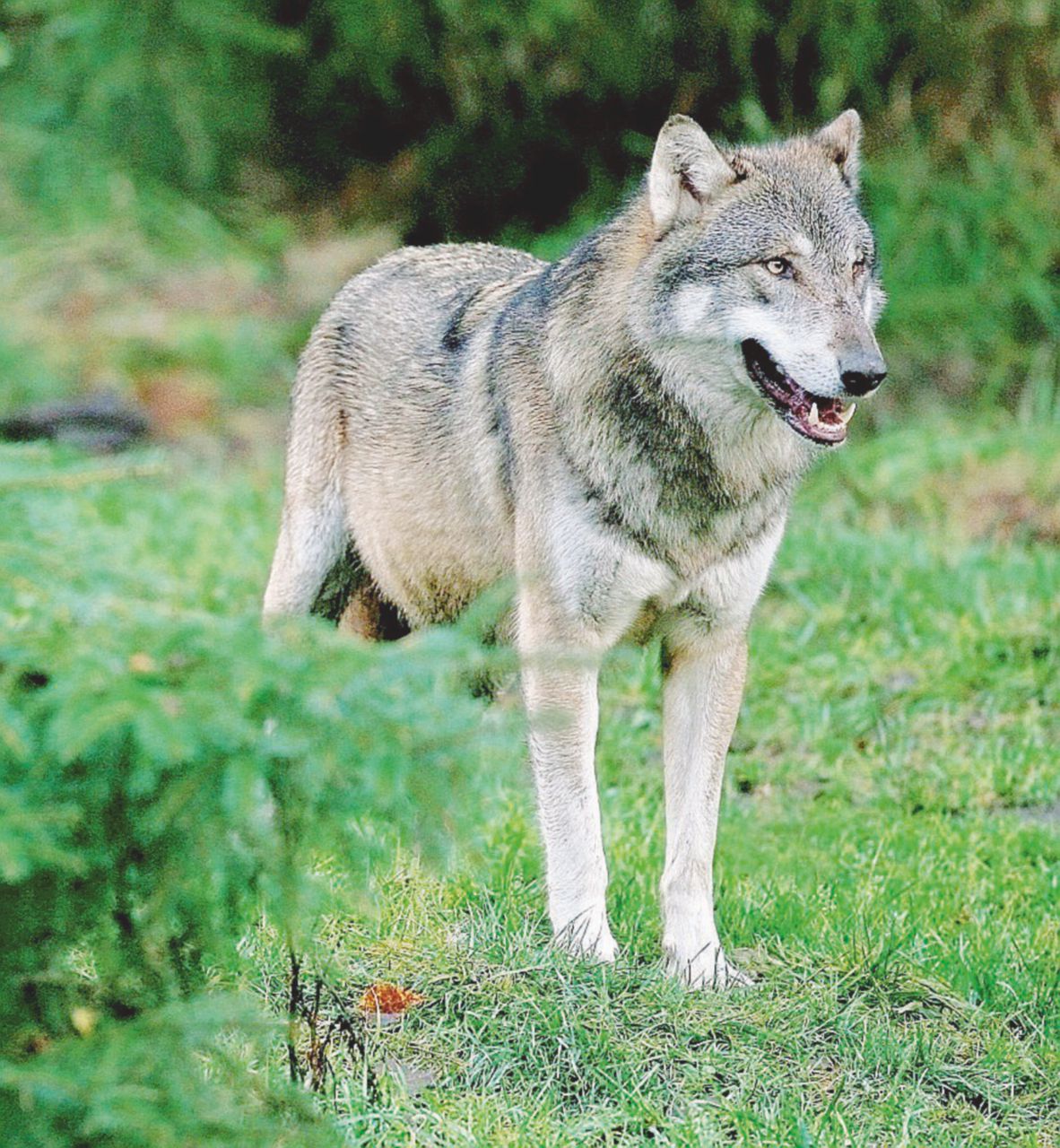 Copertina di Lupus in fabula: l’animale cattivo è riapparso in libreria