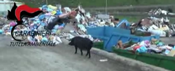 Copertina di Milazzo, ex centro raccolta rifiuti del Comune privo di autorizzazioni e in balia dei maiali: sequestrato