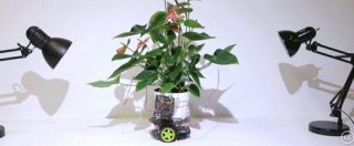 Copertina di Elowan è l’ibrido fra pianta e robot che si sposta per seguire la luce