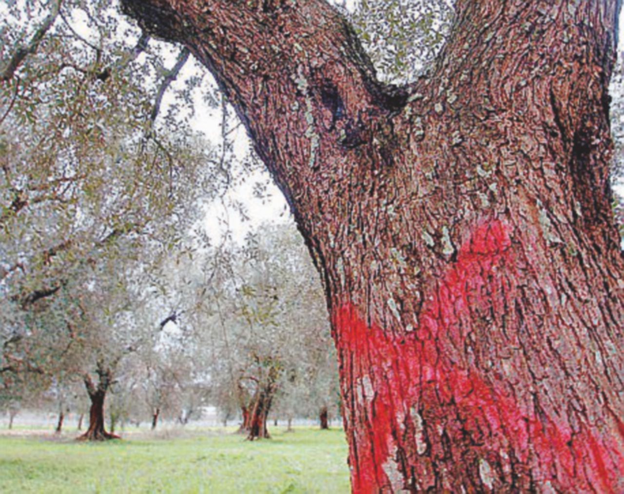 - Ulivo infettato dalla Xylella - Ansa Allarme Xylella, piante infette anche in Toscana. Il ceppo è diverso da quello della Puglia