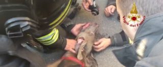 Copertina di Milano, cane intossicato nell’incendio di un appartamento in via Farini. I vigili del fuoco lo salvano così