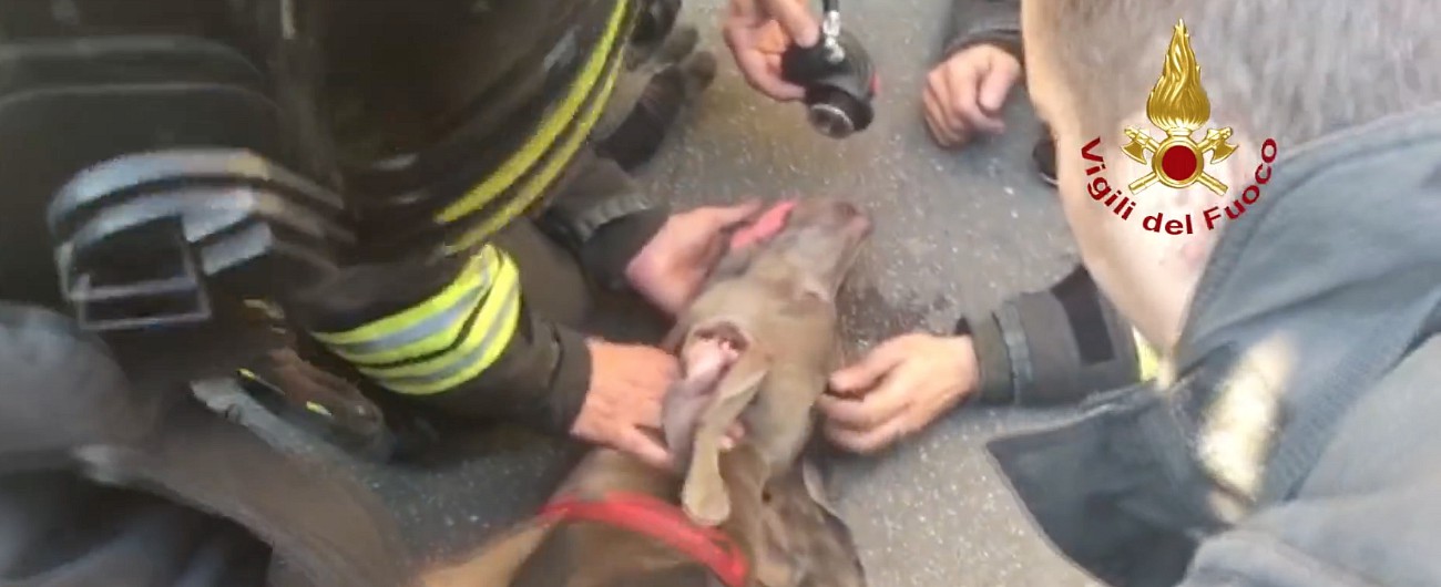Copertina di Milano, cane intossicato nell’incendio di un appartamento in via Farini. I vigili del fuoco lo salvano così