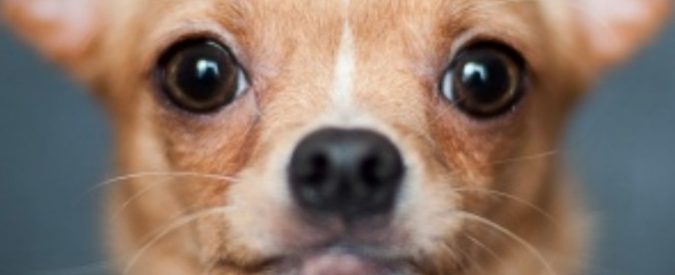 Chihuahua salva la vita alla sua padrona aggredita da un orso: l’incredibile storia del cagnolino-eroe
