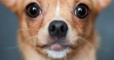 Copertina di “Alpinista cade in un crepaccio su un ghiacciaio. Viene salvato dal suo chihuahua”: la storia del cane-eroe