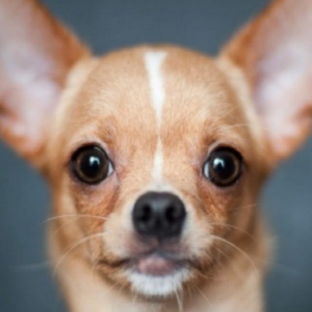 “Alpinista cade in un crepaccio su un ghiacciaio. Viene salvato dal suo chihuahua”: la storia del cane-eroe