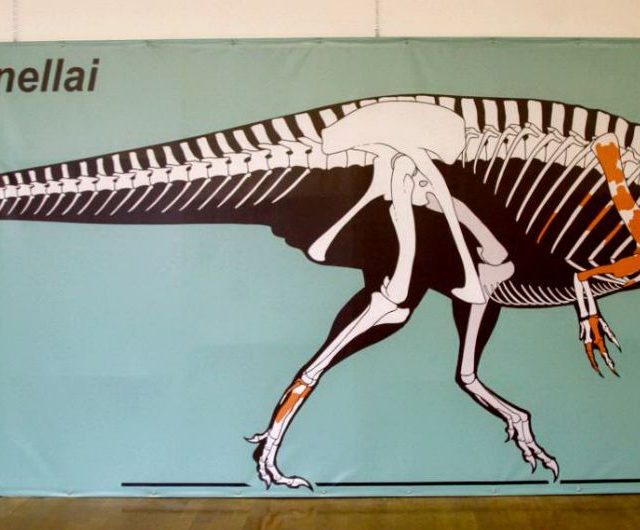“Italiano il più antico dinosauro carnivoro di grandi dimensioni scoperto al mondo”