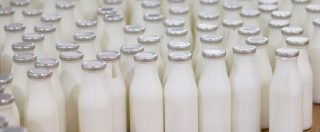 Copertina di Napoli, caseifici, camorra e 3 milioni in contanti: il latte destinato allo smaltimento venduto in nero