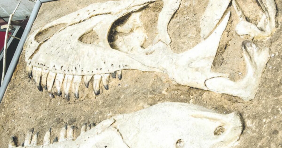 Scoperto uno dei dinosauri più piccoli di sempre: “Pesa meno di un chilo, il suo ritrovamento riscrive la storia dell’evoluzione”