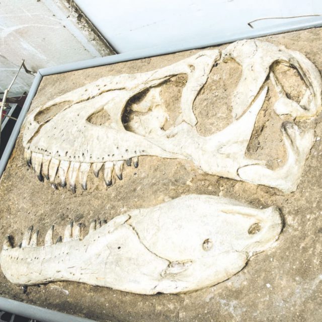 Scoperto uno dei dinosauri più piccoli di sempre: “Pesa meno di un chilo, il suo ritrovamento riscrive la storia dell’evoluzione”