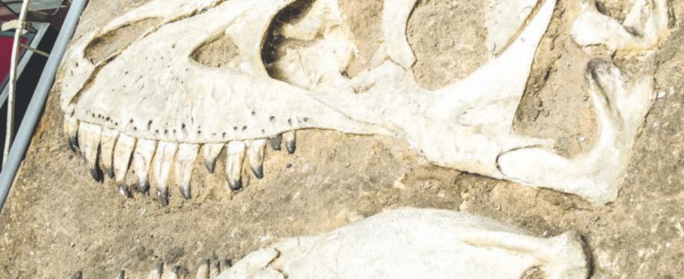 Ritrovamenti storici - In alto, a destra, il cranio di un saurofolo, il modello dello scheletro di un tarbosauro e il fossile del cranio dello stesso animale - Predatori fregati dal tempo: sono radioattivi i fossili di dinosauro