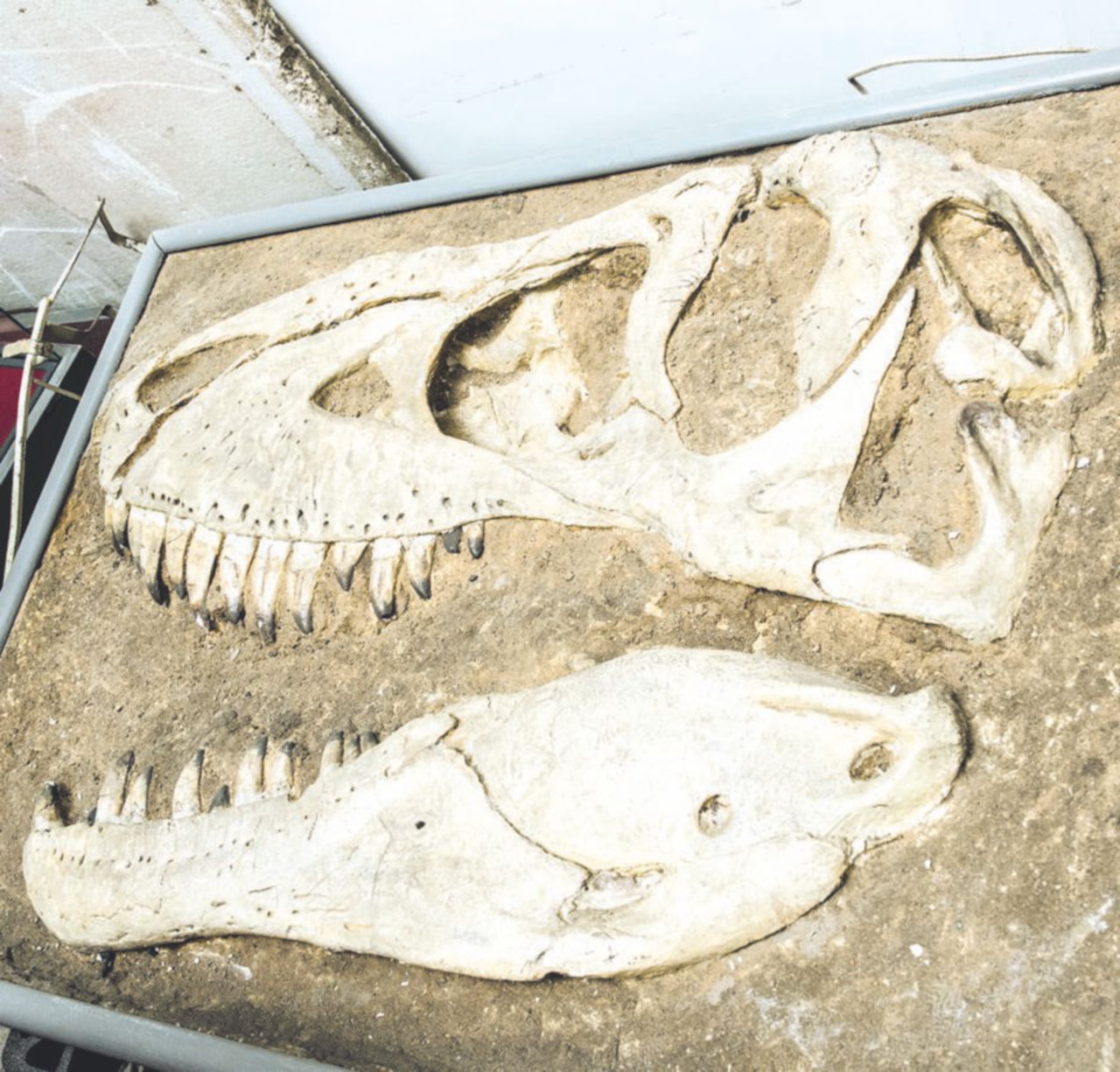Copertina di Predatori fregati dal tempo: sono radioattivi i fossili di dinosauro