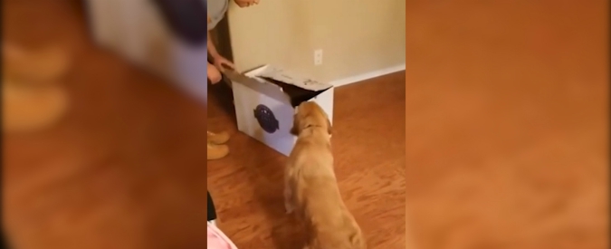 Copertina di Il regalo più bello lo riceve questo cane che soffre d’ansia: la padrona gli fa una sorpresa, e lui reagisce così