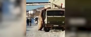 Copertina di Piatto ricco mi ci ficco, il camion di pesce viene “sequestrato” dal leone marino: ecco il singolare furto in diretta