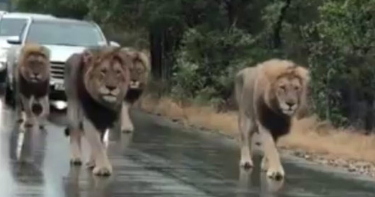 “Abbiamo trovato pezzi del suo corpo smembrato vicino al fiume”: una ragazza di 14 anni viene sbranata da una leonessa davanti all’amica