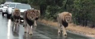 Copertina di Leoni bloccano il traffico in un parco nazionale sudafricano. E il video diventa subito un cult su Facebook