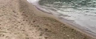Copertina di Ischia, migliaia di gamberetti morti sulla spiaggia: “Non toccateli e non mangiateli”. Mistero sulle cause