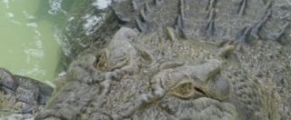 Copertina di Scienziata dà da mangiare a un coccodrillo di 5 metri: muore sbranata dall’animale