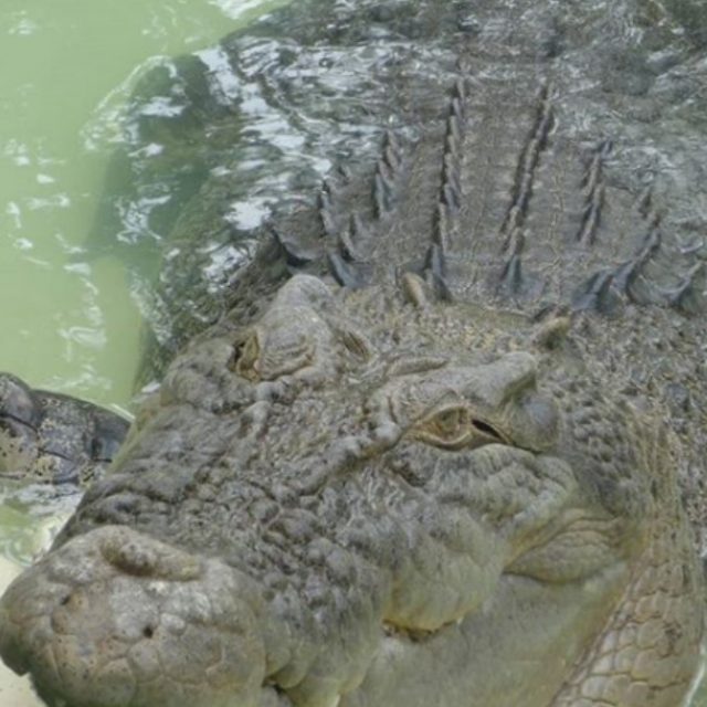 Scienziata dà da mangiare a un coccodrillo di 5 metri: muore sbranata dall’animale
