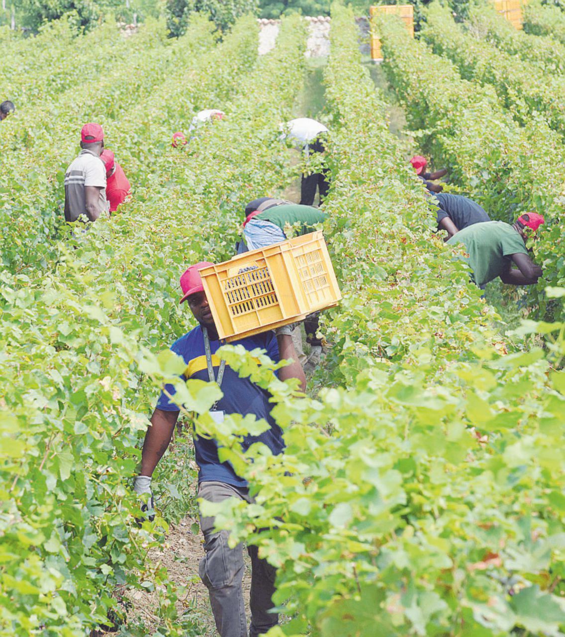 Copertina di Caporalato, i 400 braccianti traditi dal sindacato