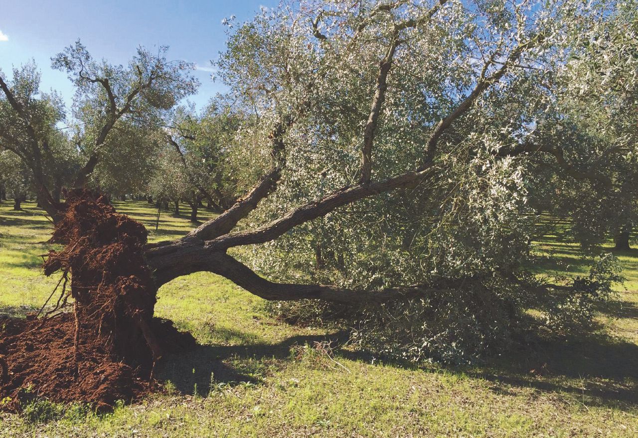 Copertina di Xylella, guerra da 100 milioni