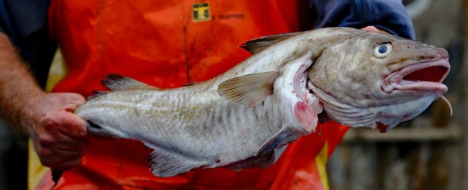 L’improbabile viaggio del merluzzo: pescato in Norvegia e ‘gonfiato’ in Cina