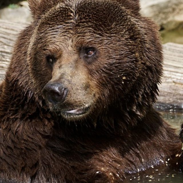 Uomo attaccato da un orso resta vivo nella tana e aspetta che l’animale torni a finirlo: “Sono sopravvissuto bevendo la mia urina”