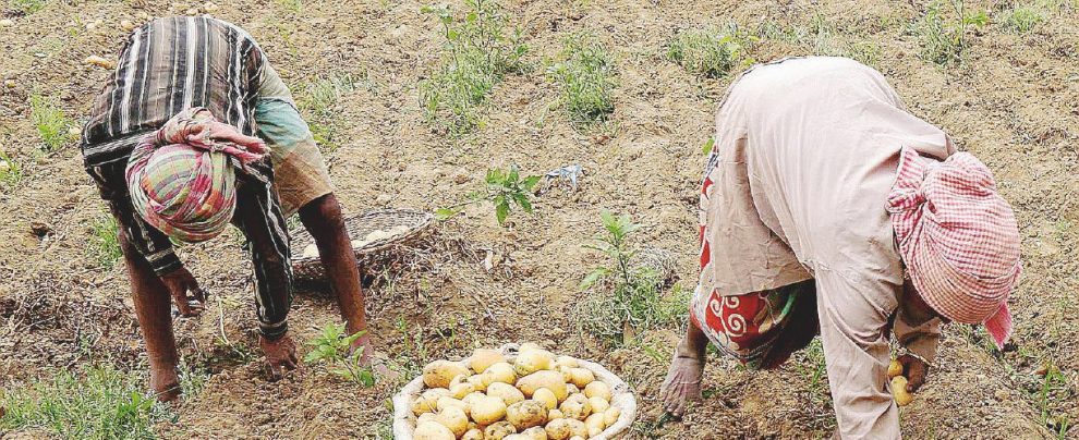 I contadini abbandonati - Il reddito minimo universale verrebbe esteso ai lavoratori delle campagne - Ansa India, “reddito minimo a tutti”: va in campagna pure il nipote di Gandhi