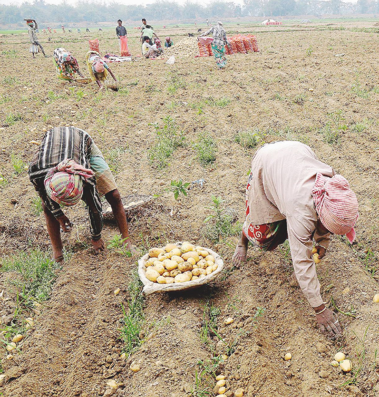 India, “reddito minimo a tutti”: va in campagna pure il nipote di Gandhi