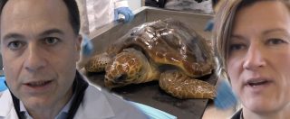 Copertina di Napoli, nel centro di recupero per tartarughe marine: “Ne salviamo 35 all’anno. Tutte ferite a causa dell’uomo”