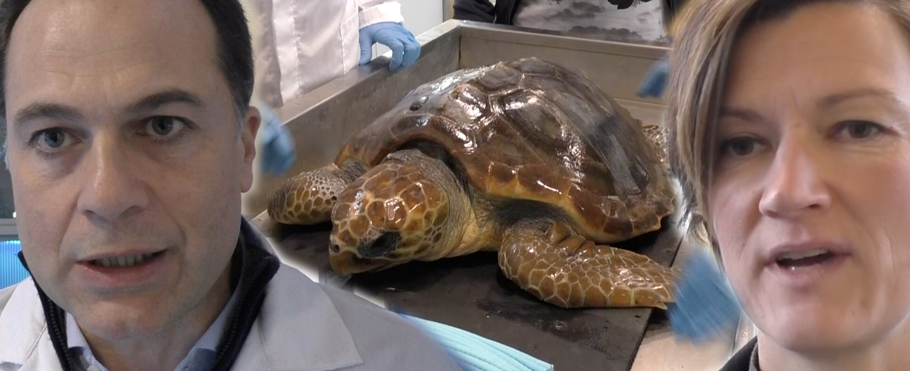 Copertina di Napoli, nel centro di recupero per tartarughe marine: “Ne salviamo 35 all’anno. Tutte ferite a causa dell’uomo”