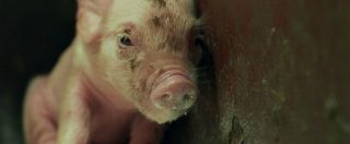 Copertina di M6nths, il cortometraggio “contro le gabbie” che mostra il punto di vista di un maialino in un allevamento intensivo
