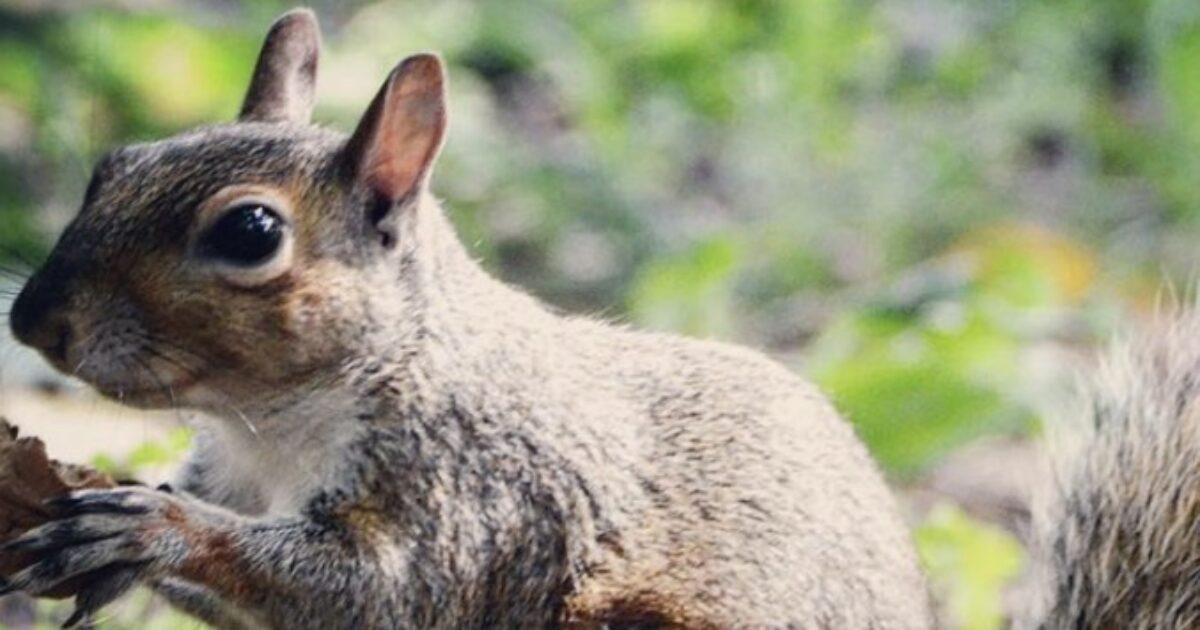 Ragù di scoiattolo al ristorante: sui social scoppia la polemica ma per il Guardian è “la carne più sostenibile”