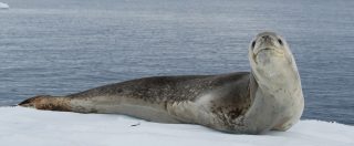 Pendrive USB perfettamente conservato e funzionante trovato nelle feci di una foca, com’è facile danneggiare l’ambiente!