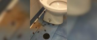 Copertina di Napoli, colonia di blatte nel bagno dell’ospedale Vecchio Pellegrini: “Per il direttore sanitario si tratta di sabotaggio”