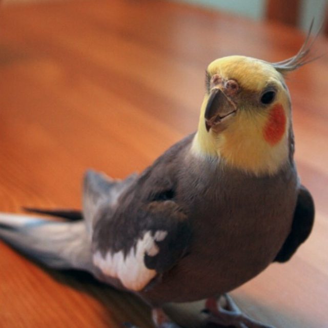 Cipolla, il pappagallo ritrovato perché fischietta “Bandiera rossa” e “Ammazza la vecchia”