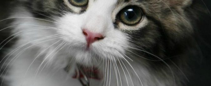 Giornata nazionale del gatto: in Italia sono quasi 8 milioni. E in famiglia sono loro le ‘star’