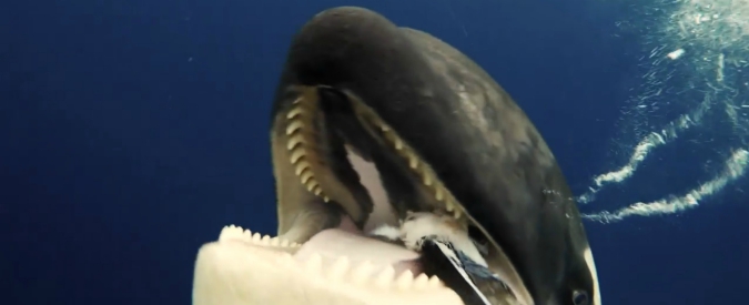 Il faccia a faccia con l’orca assassina è impressionante: e alla fine il mammifero marino “regala” una sorpresa