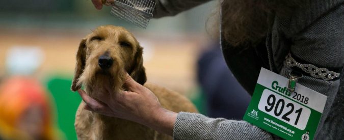 Tagliare coda e orecchie ai cani equivale a maltrattarli. Ora una sentenza lo conferma