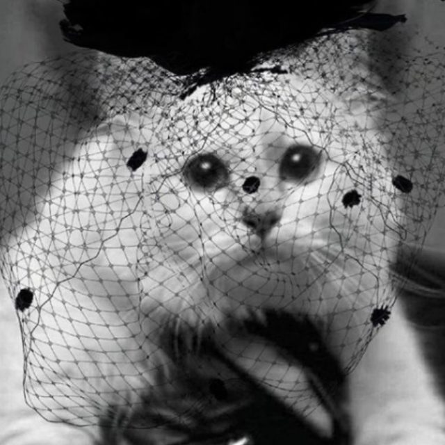 Karl Lagerfeld morto, la sua gatta-ereditiera Choupette in lutto e con la veletta per il suo “Daddy”: “Grazie per le condoglianze”