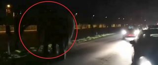 Copertina di Milano, in mezzo al traffico spunta un elefante: la passeggiata lungo la strada dopo la fuga dal circo