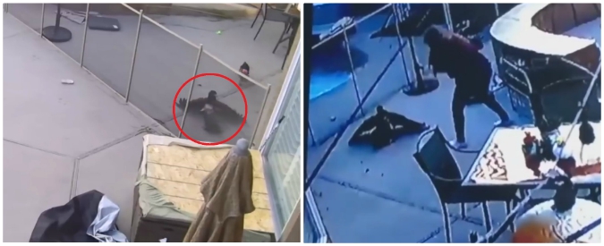 Copertina di L’aquila attacca il cane e lo afferra con gli artigli per portarselo via: la padrona accorre spaventata e finisce così